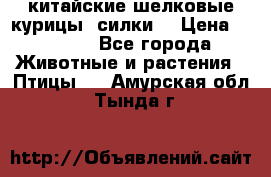 китайские шелковые курицы (силки) › Цена ­ 2 500 - Все города Животные и растения » Птицы   . Амурская обл.,Тында г.